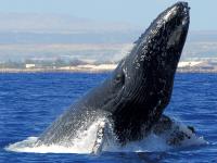 star of honolulu early bird whale watch cruise